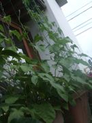 ファイル 1132-1.jpg