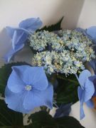 ファイル 1134-1.jpg