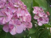 ファイル 1134-3.jpg