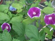 ファイル 1138-1.jpg