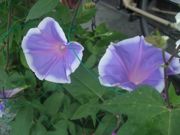 ファイル 1138-2.jpg