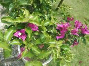 ファイル 1139-1.jpg