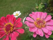 ファイル 1140-1.jpg