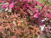 ファイル 1142-1.jpg