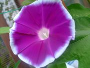 ファイル 1147-1.jpg