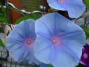 ファイル 1147-2.jpg