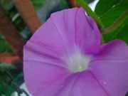 ファイル 1147-3.jpg