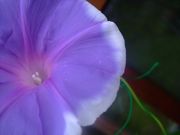 ファイル 1147-4.jpg