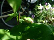 ファイル 1148-1.jpg