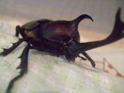 ファイル 1152-1.jpg