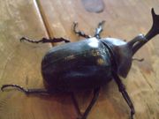 ファイル 1152-2.jpg