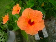 ファイル 1153-1.jpg