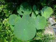 ファイル 1155-1.jpg