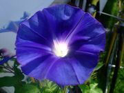 ファイル 1157-1.jpg