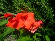 ファイル 1158-1.jpg