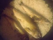 ファイル 1159-1.jpg