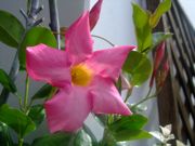 ファイル 1161-1.jpg