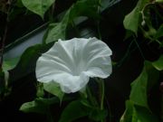 ファイル 1162-1.jpg