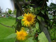 ファイル 1164-1.jpg