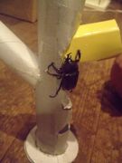 ファイル 1165-1.jpg