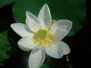 ファイル 1171-2.jpg