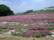 ファイル 1171-5.jpg