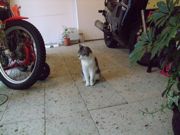 ファイル 1172-1.jpg