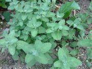 ファイル 1173-1.jpg