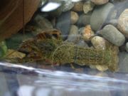 ファイル 1175-1.jpg