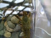 ファイル 1175-2.jpg