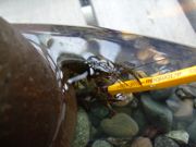 ファイル 1175-3.jpg