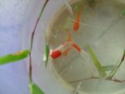 ファイル 1179-1.jpg