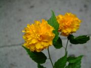 ファイル 1182-1.jpg