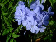 ファイル 1184-1.jpg