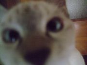 ファイル 1188-1.jpg