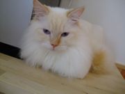 ファイル 1201-1.jpg