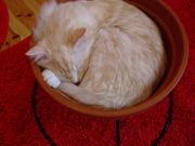 ファイル 1201-2.jpg