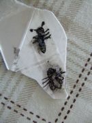 ファイル 1202-3.jpg