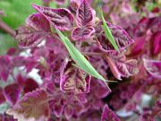 ファイル 1203-1.jpg