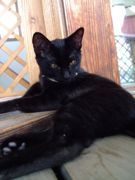 ファイル 1212-2.jpg