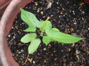 ファイル 1214-1.jpg