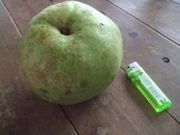 ファイル 1223-1.jpg