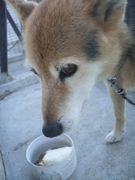 ファイル 1228-1.jpg