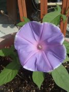 ファイル 1231-1.jpg