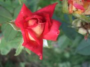 ファイル 1234-1.jpg