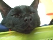 ファイル 1235-1.jpg