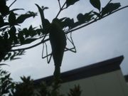 ファイル 1236-1.jpg