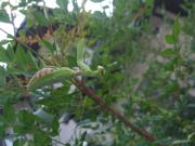 ファイル 1236-2.jpg