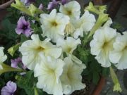 ファイル 1237-1.jpg