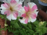 ファイル 1237-2.jpg